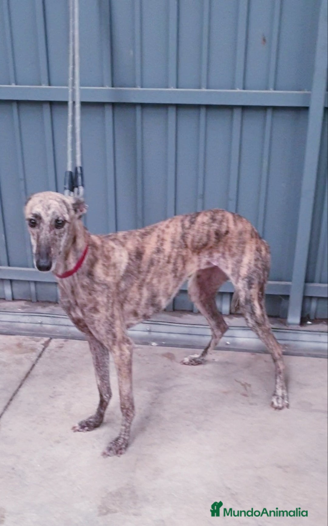 Galgo Español perros en venta: Galgo Español  - Imagen 3