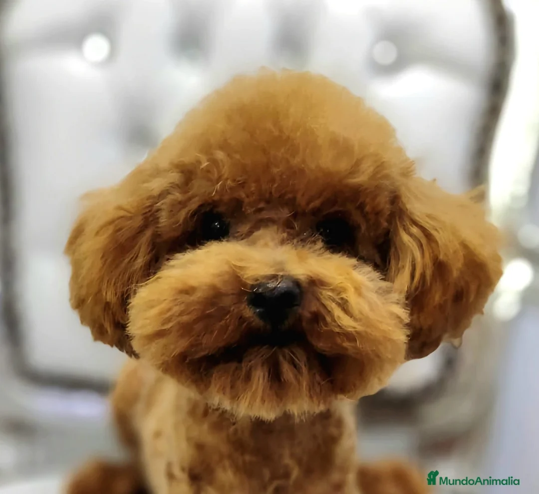 Caniche Toy perros en venta: Caniche rojo toy - Anuncio 1