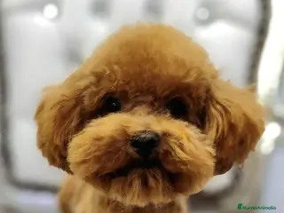 Caniche Toy perros Caniche rojo toy - Anuncio 1