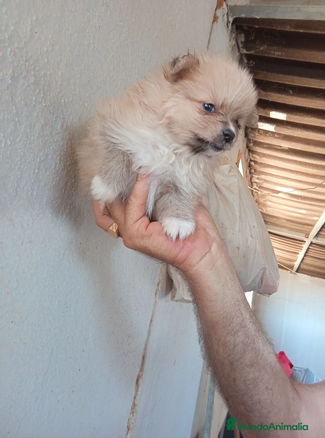 Pomerania perros en venta: Pomerania  - Anuncio 3
