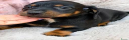 Teckel Miniatura perros en venta: Teckel diferentes colores🐾 - Anuncio 6