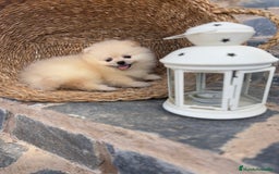 Pomerania perros en venta: Pomerania listo para entregar  - Imagen 7