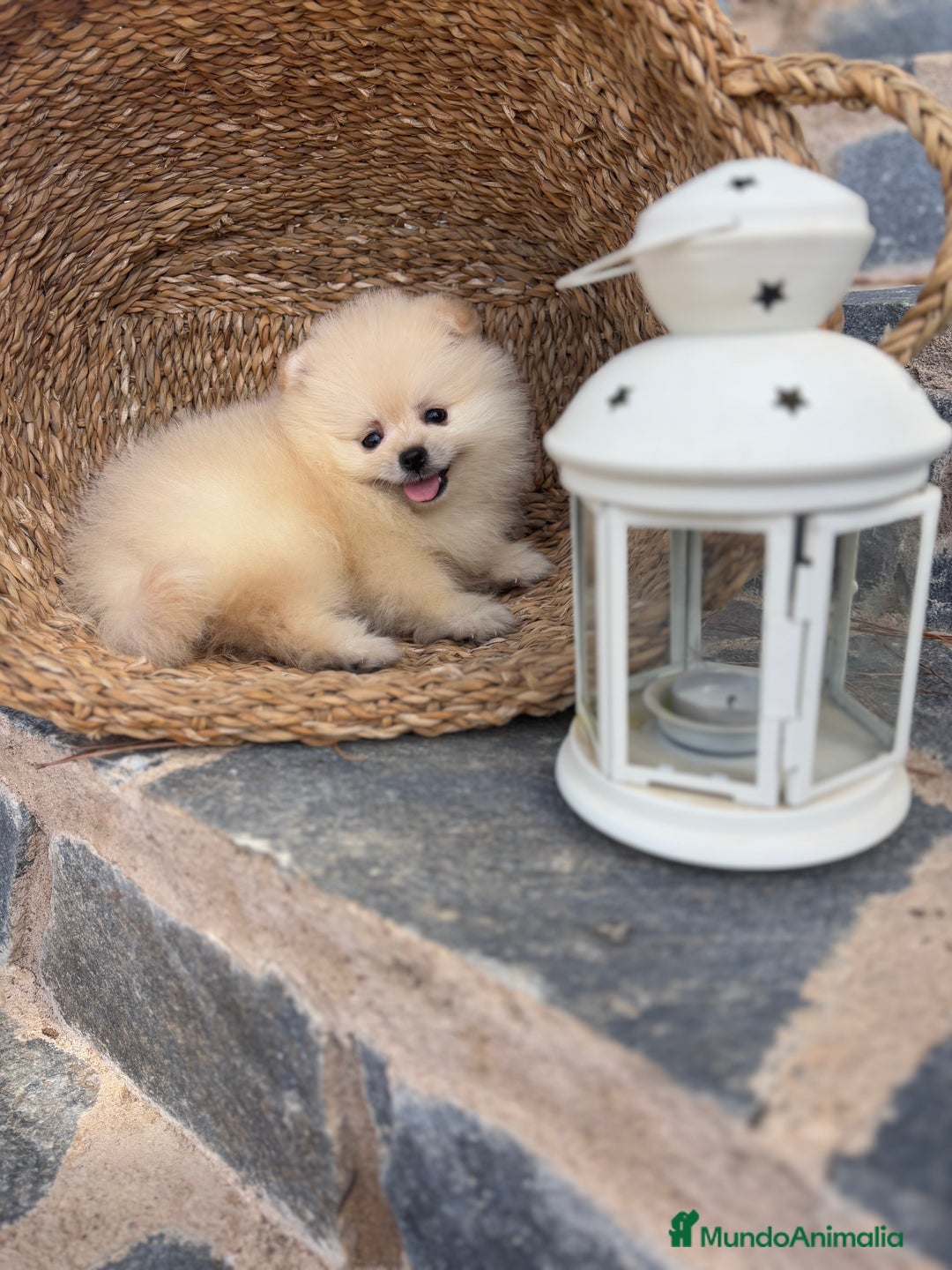 Pomerania perros en venta: Pomerania listo para entregar  - Imagen 7