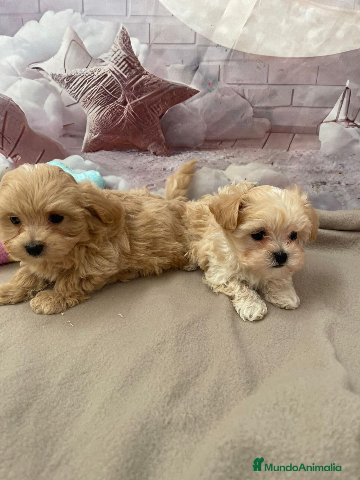 Maltipoo perros Maltipoo disponibles !!! - Anuncio 1
