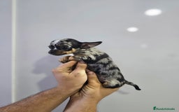 Chihuahua perros en venta: Increíbles chihuahuas toy merles - Imagen 11