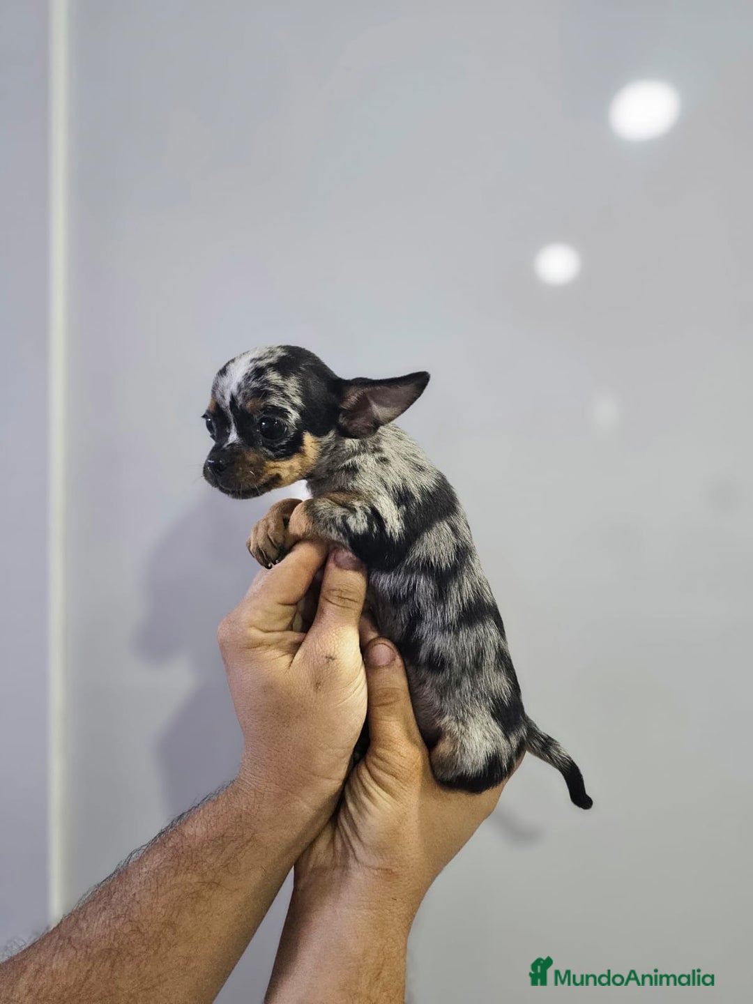 Chihuahua perros en venta: Increíbles chihuahuas toy merles - Imagen 11