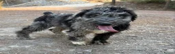 Perro de Agua Español perros en venta: PERRO DE AGUA ESPAÑOL - Anuncio 9