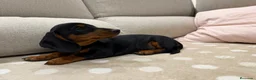 Teckel Miniatura perros en venta: Teckel pelo corto miniatura CALIDAD EXCEPCIONAL - Anuncio 4