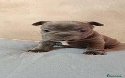 Bulldog Francés perros en venta: Bulldog francés  en León - Imagen 9