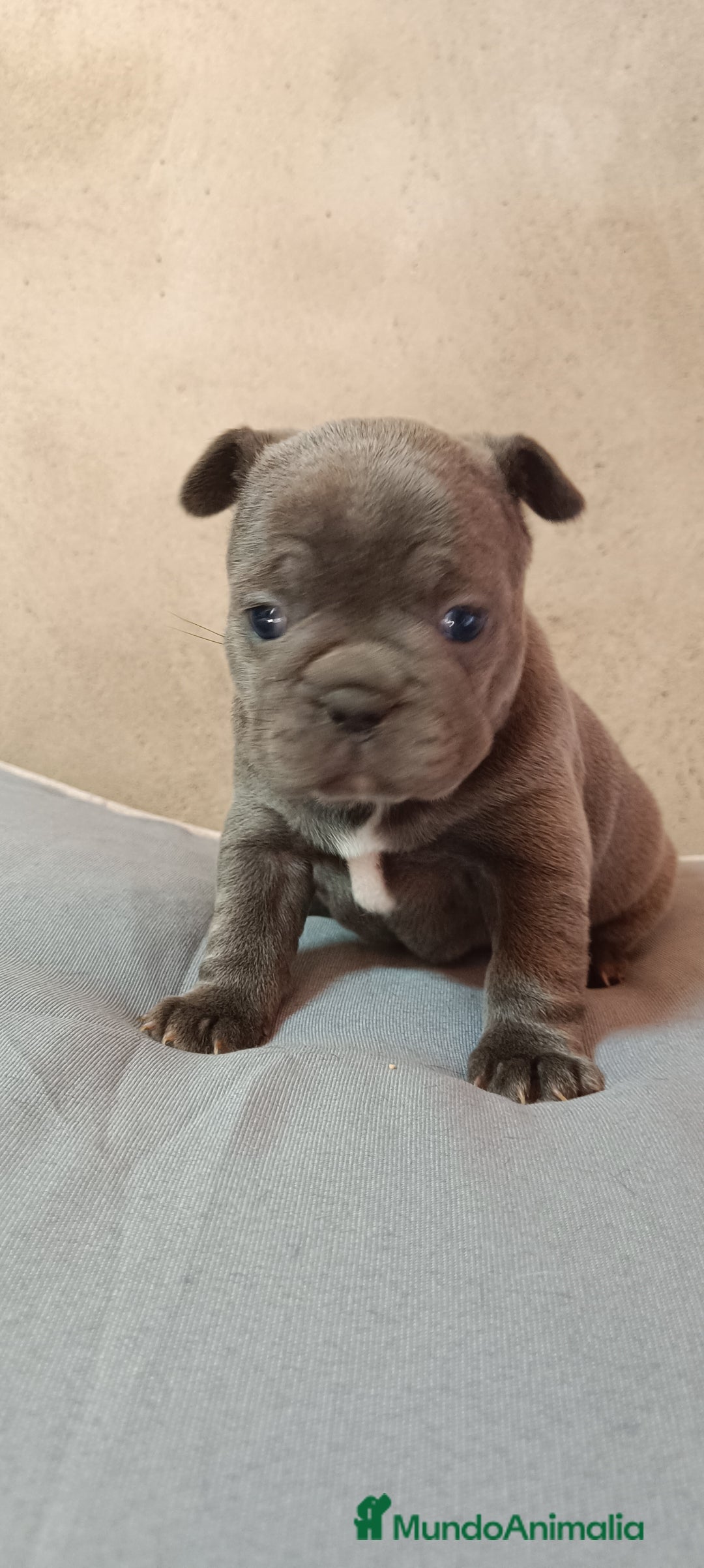 Bulldog Francés perros en venta: Bulldog francés  en León - Imagen 9