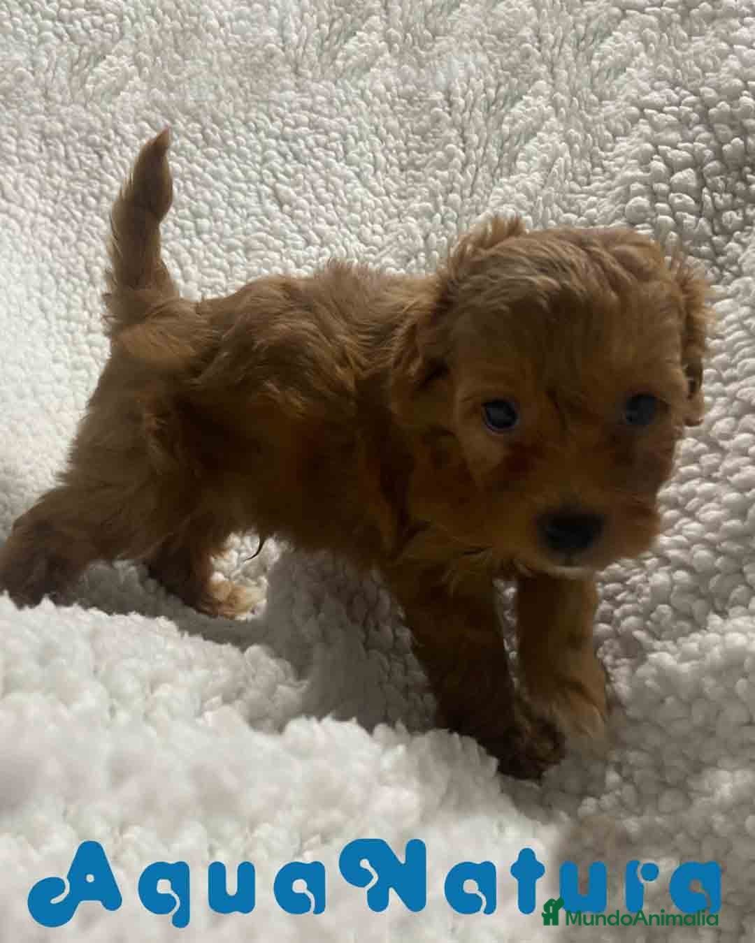 Havapoo perros  Havapoo Macho 2 de Haya y Can AQUANATURA - Anuncio 1