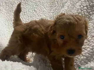 Havapoo perros Havapoo Macho 2 de Haya y Can AQUANATURA - Anuncio 2