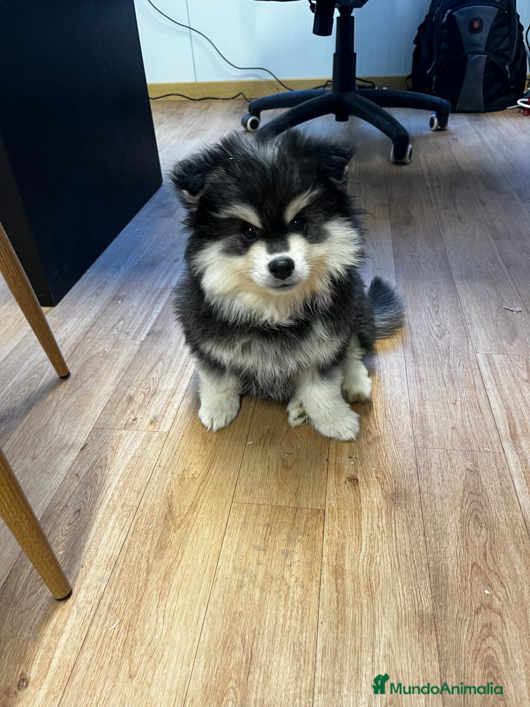 Pomsky perros en venta: Pomsky multigeneracional  - Anuncio 2
