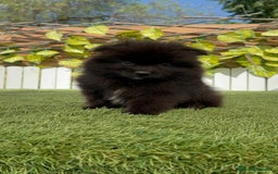 Pomerania perros en venta: POMERANIA MACHO - Imagen 10