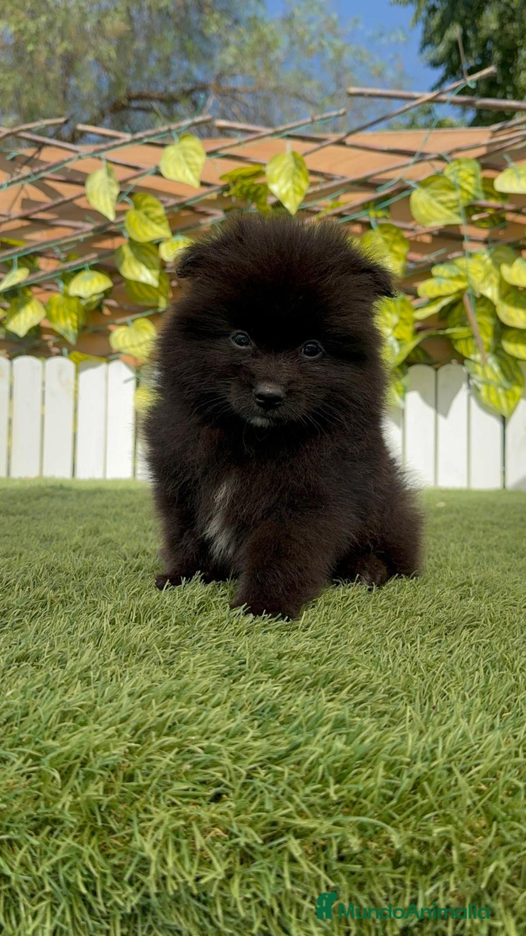 Pomerania perros en venta: POMERANIA MACHO - Imagen 10