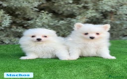 Pomerania perros en venta: Pomerania - Imagen 2