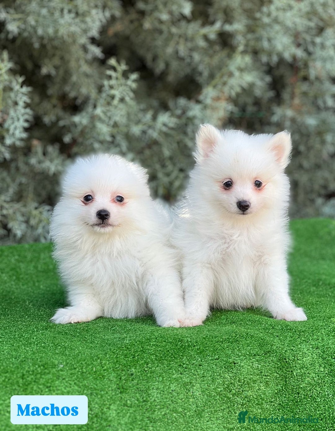 Pomerania perros en venta: Pomerania - Imagen 2