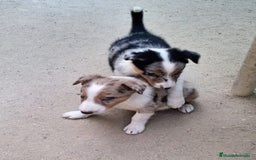 Border Collie perros en venta: Boder collie  - Imagen 3
