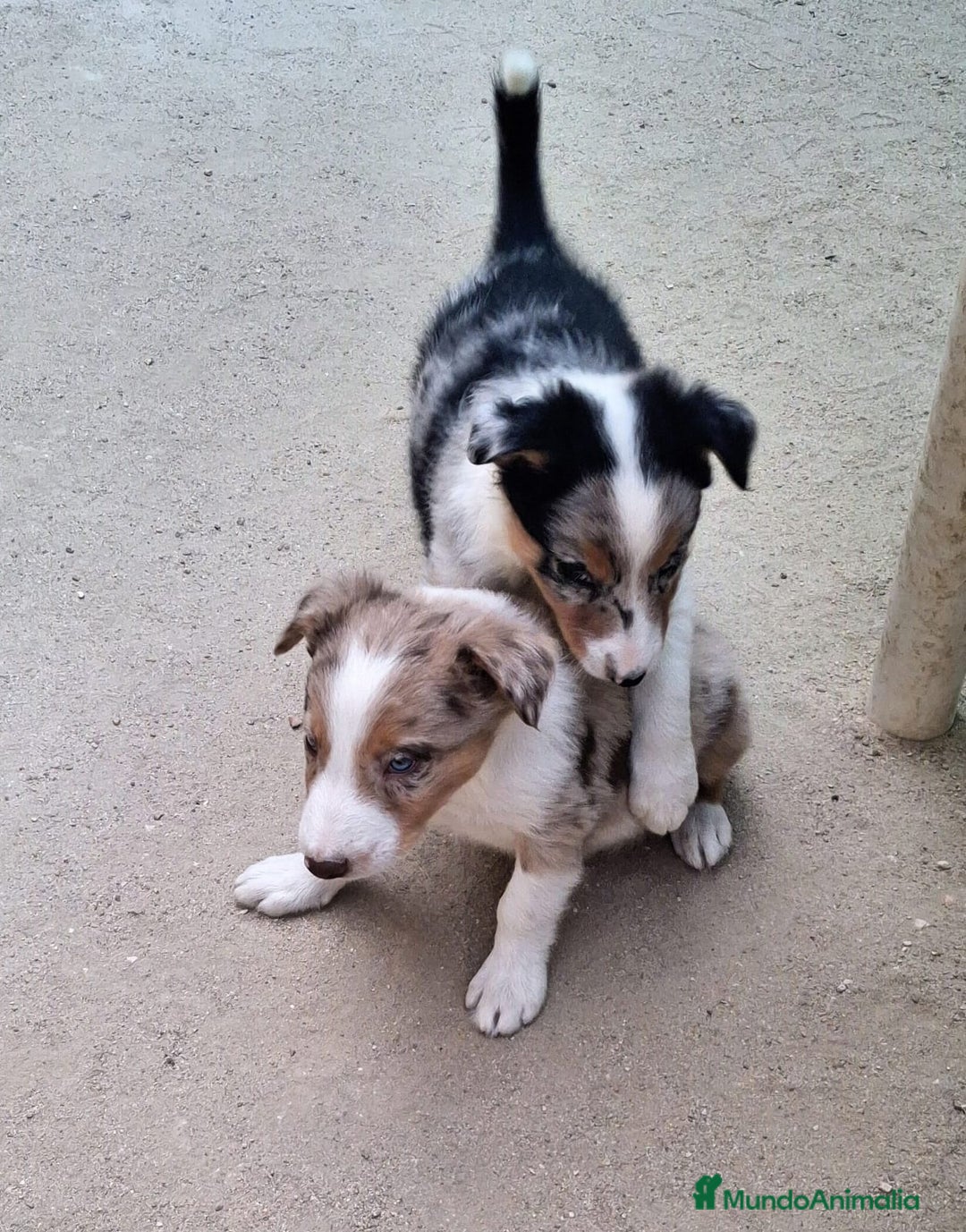 Border Collie perros en venta: Boder collie  - Imagen 3