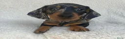 Teckel Miniatura perros en venta: teckel miniatura ( toda España )  - Anuncio 7
