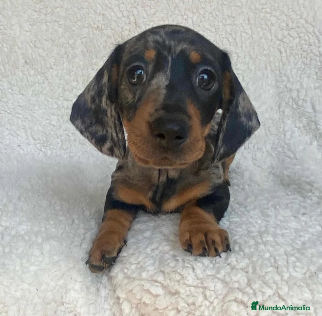 Teckel Miniatura perros en venta: teckel miniatura ( toda España )  - Anuncio 7