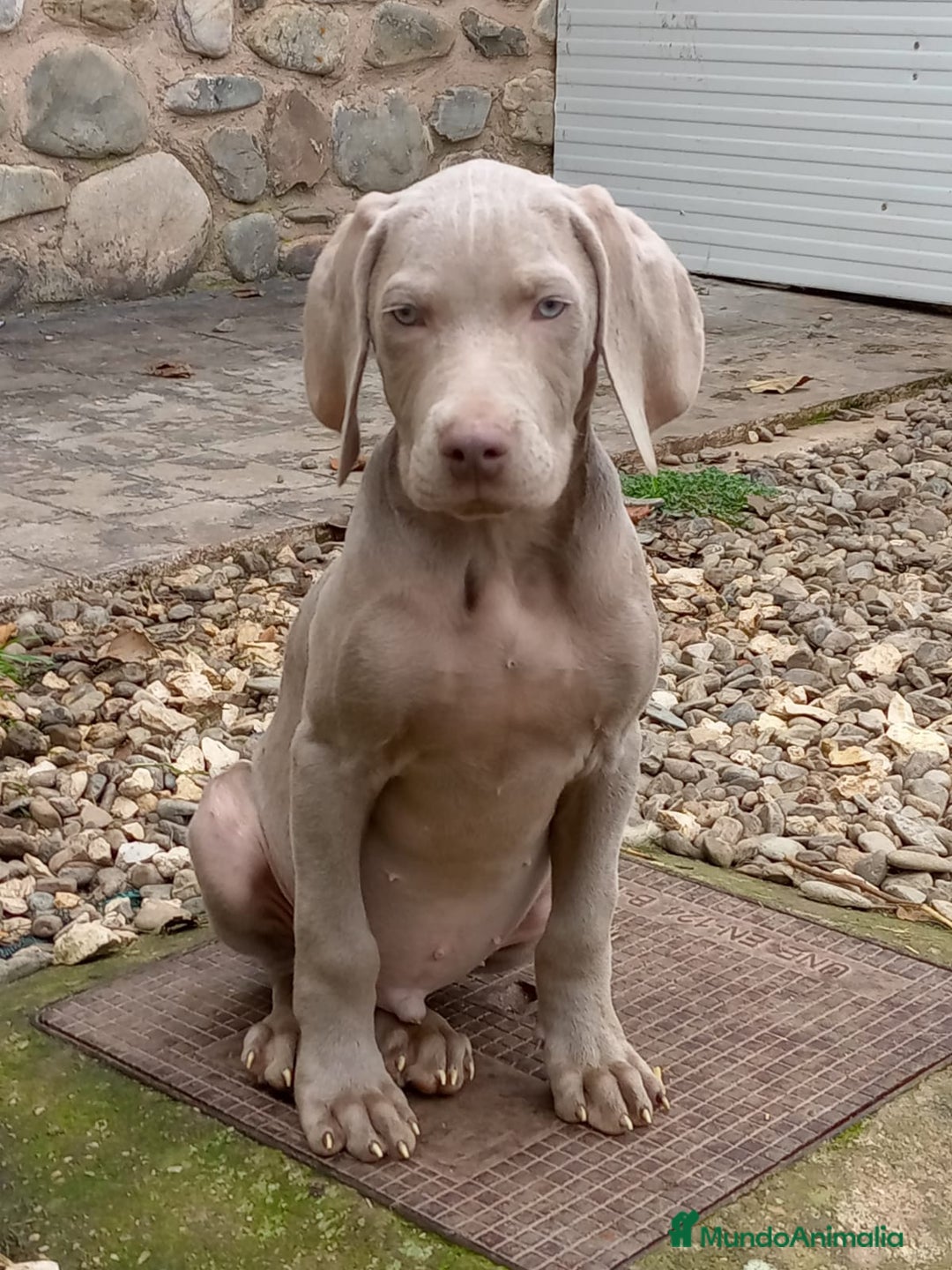 Braco de Auvernia perros en venta: Preciosas Hembras de Braco de Weimar - Anuncio 4