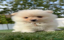 Pomerania perros en venta: POMERANIA HEMBRA - Imagen 22