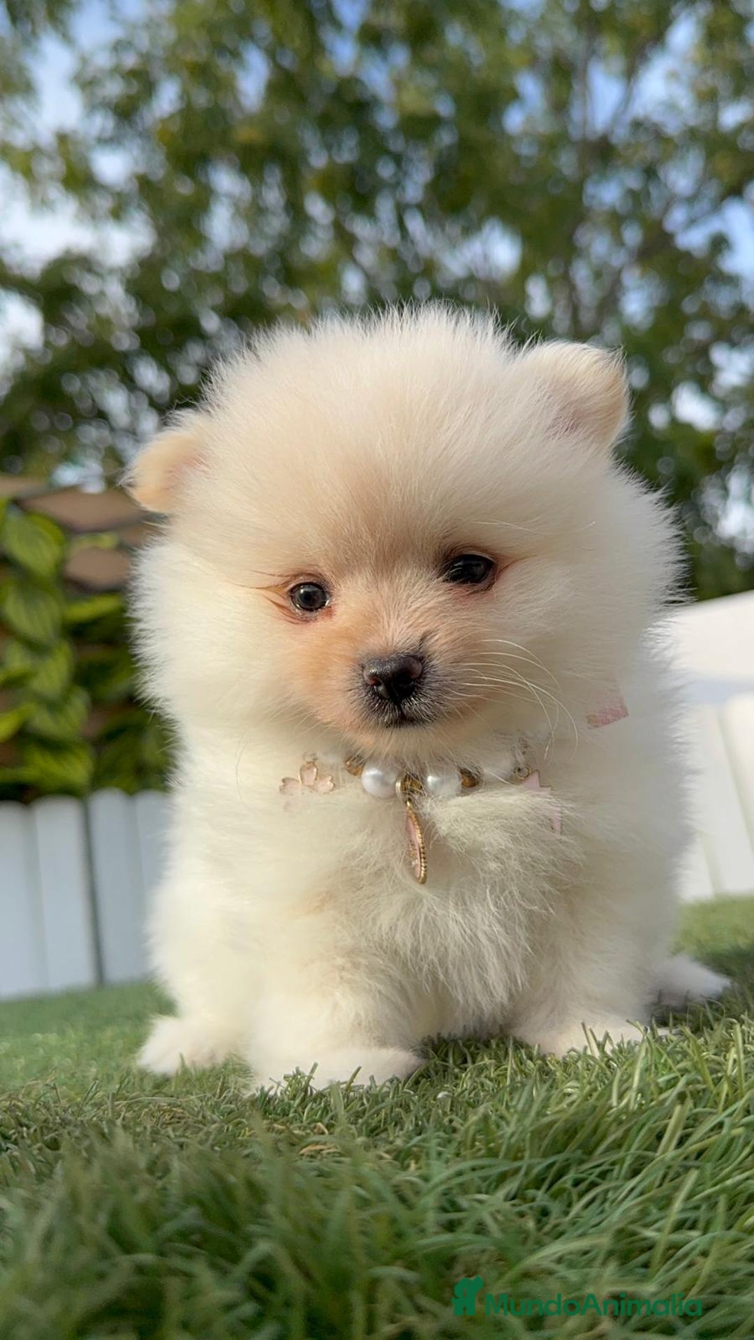 Pomerania perros en venta: POMERANIA HEMBRA - Imagen 22