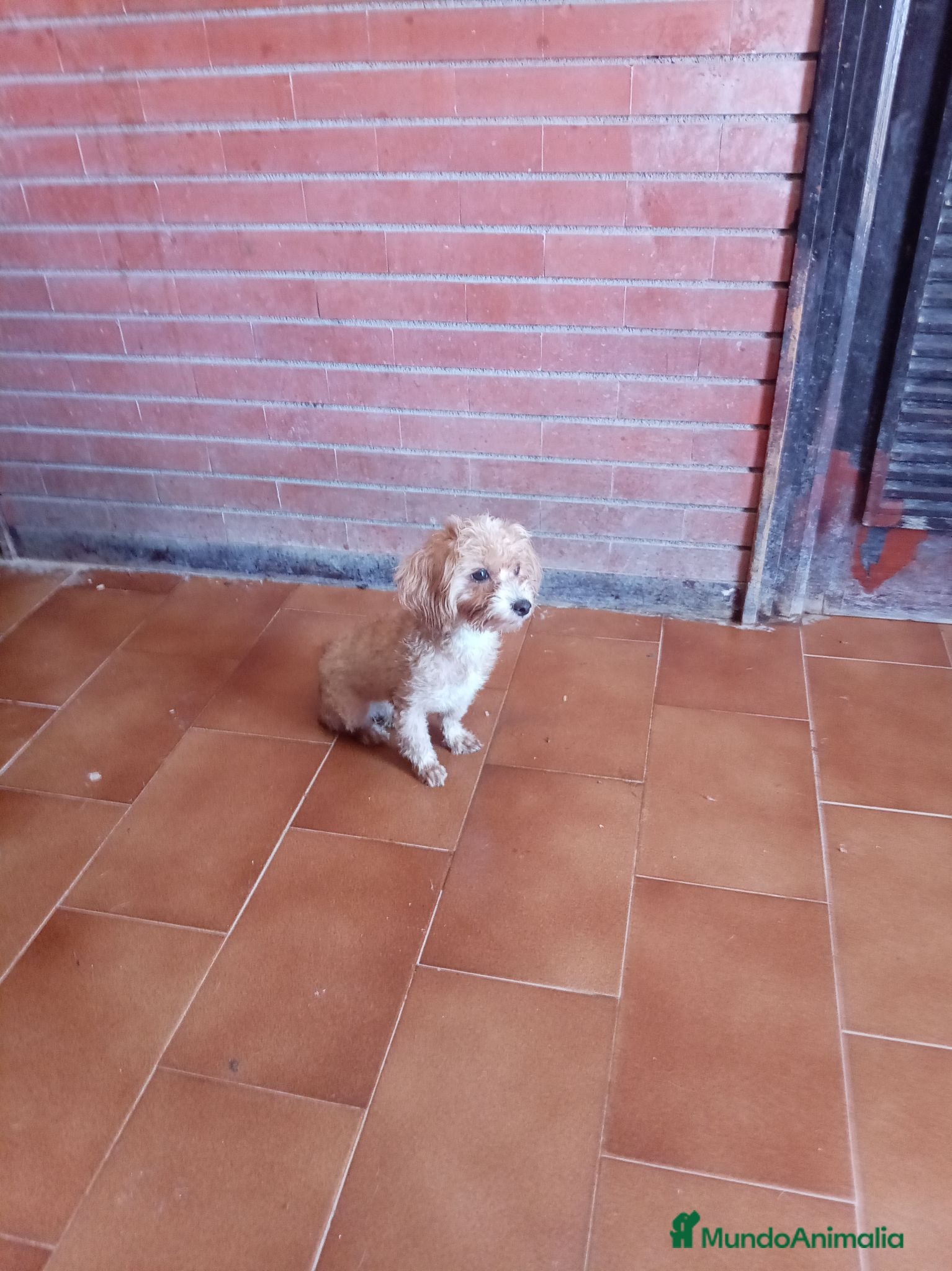Maltipoo perros Maltipoo - Anuncio 2