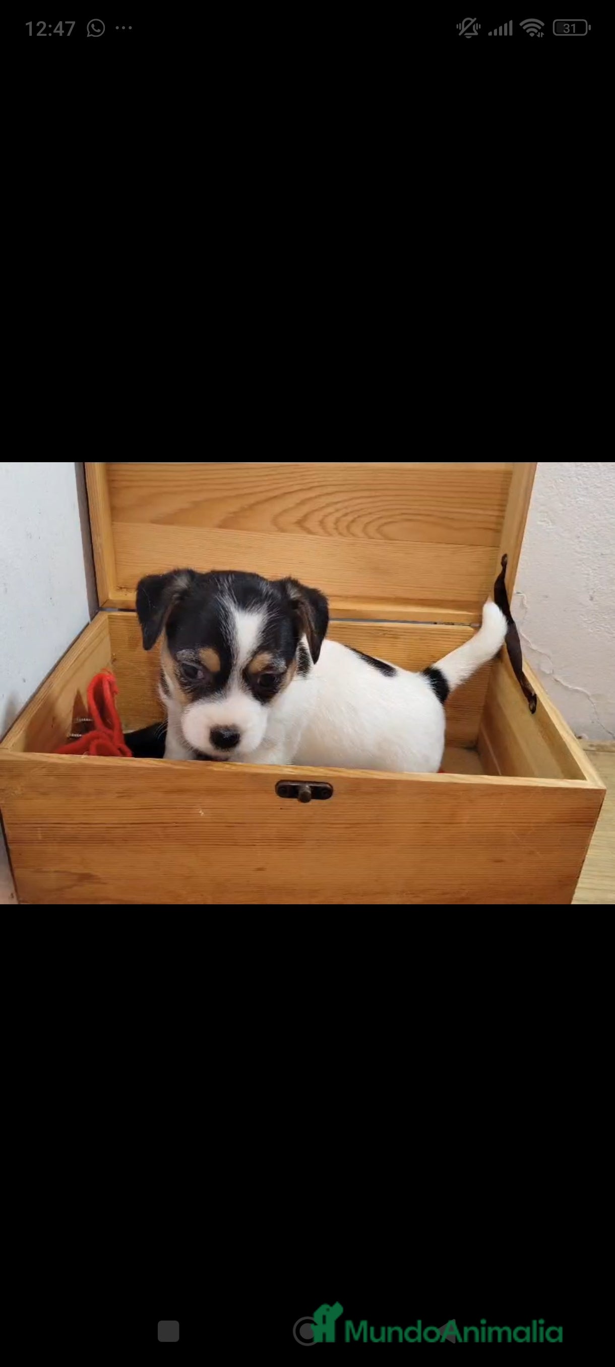 Jack Russell Terrier perros Jack Russell  - Anuncio 10