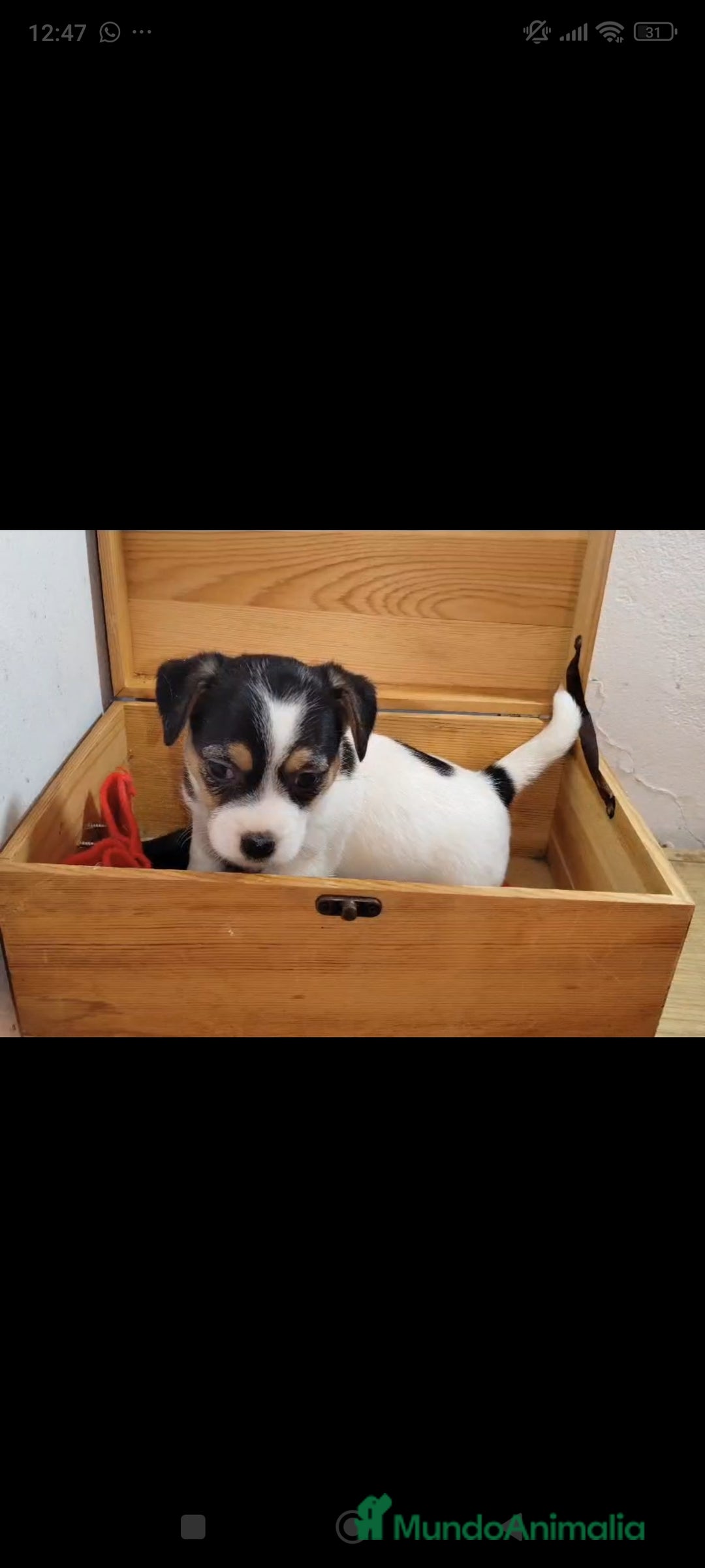 Jack Russell Terrier perros en venta: Jack Russell  - Anuncio 1