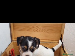 Jack Russell Terrier perros Jack Russell - Anuncio 1