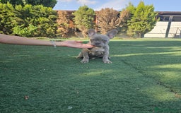 Bulldog Francés perros en venta: Bulldog francés lilac brindle - Imagen 1