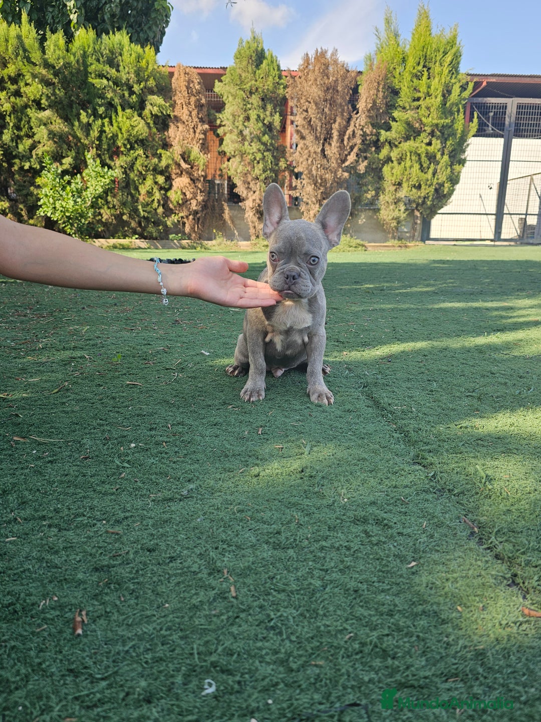 Bulldog Francés perros en venta: Bulldog francés lilac brindle - Imagen 1