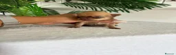 Chihuahua perros en venta: CHIHUAHUA  - Anuncio 4