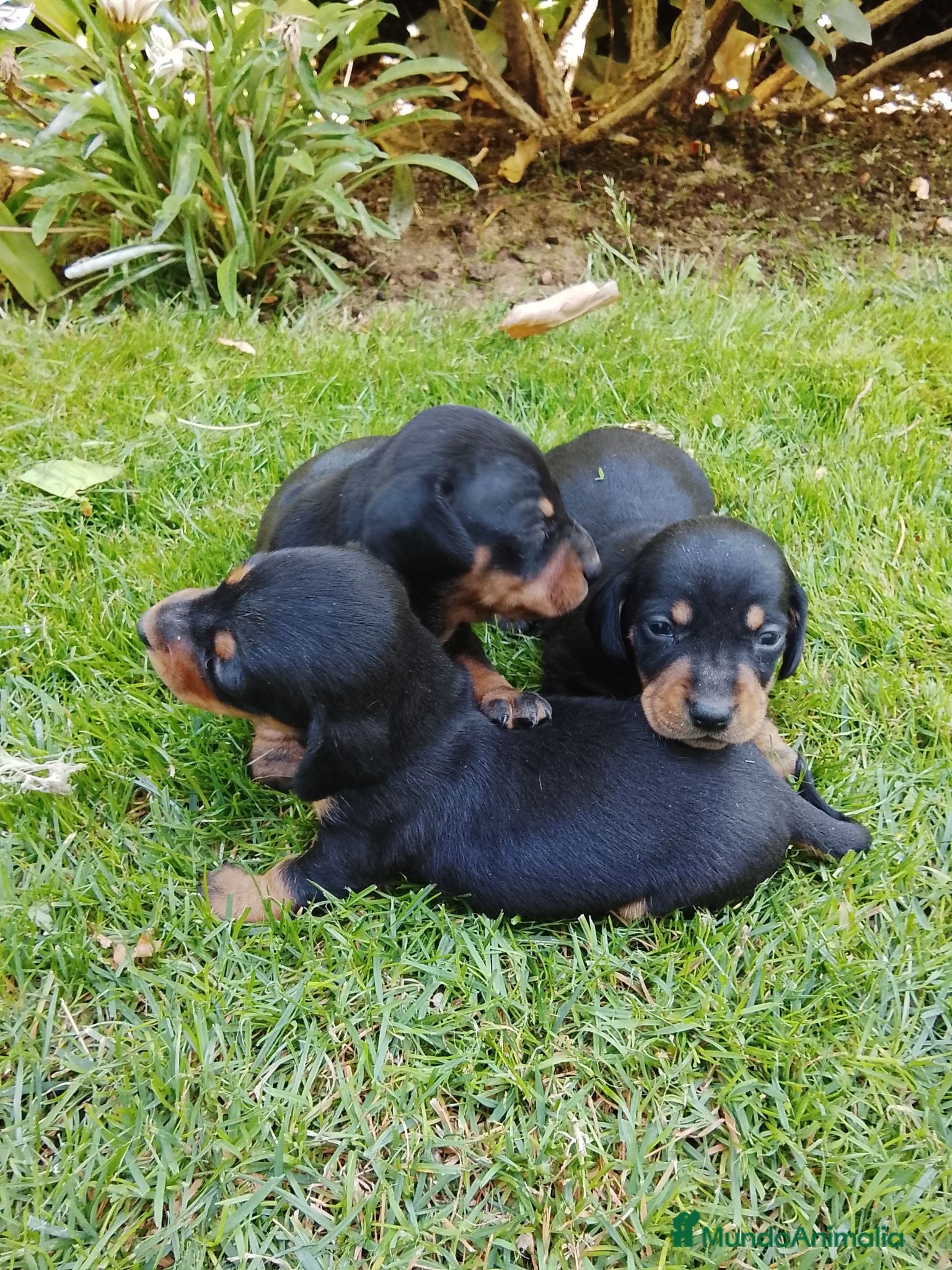 Teckel Miniatura perros Cachorros de teckel miniatura negro fuego. - Anuncio 1