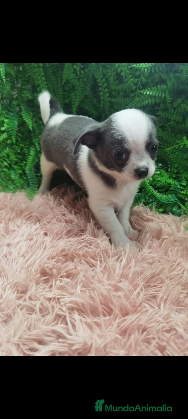 Chihuahua perros Chihuahua bicolor blue macho  - Anuncio 7