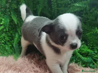 Chihuahua perros Chihuahua bicolor blue macho - Anuncio 29