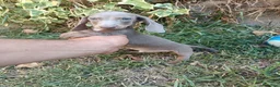 Teckel Miniatura perros en venta: Exclusivo Machito Isabela - Anuncio 2