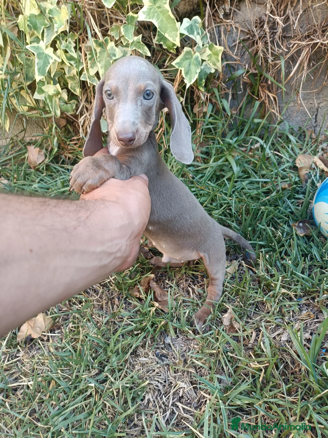 Teckel Miniatura perros en venta: Exclusivo Machito Isabela - Anuncio 2