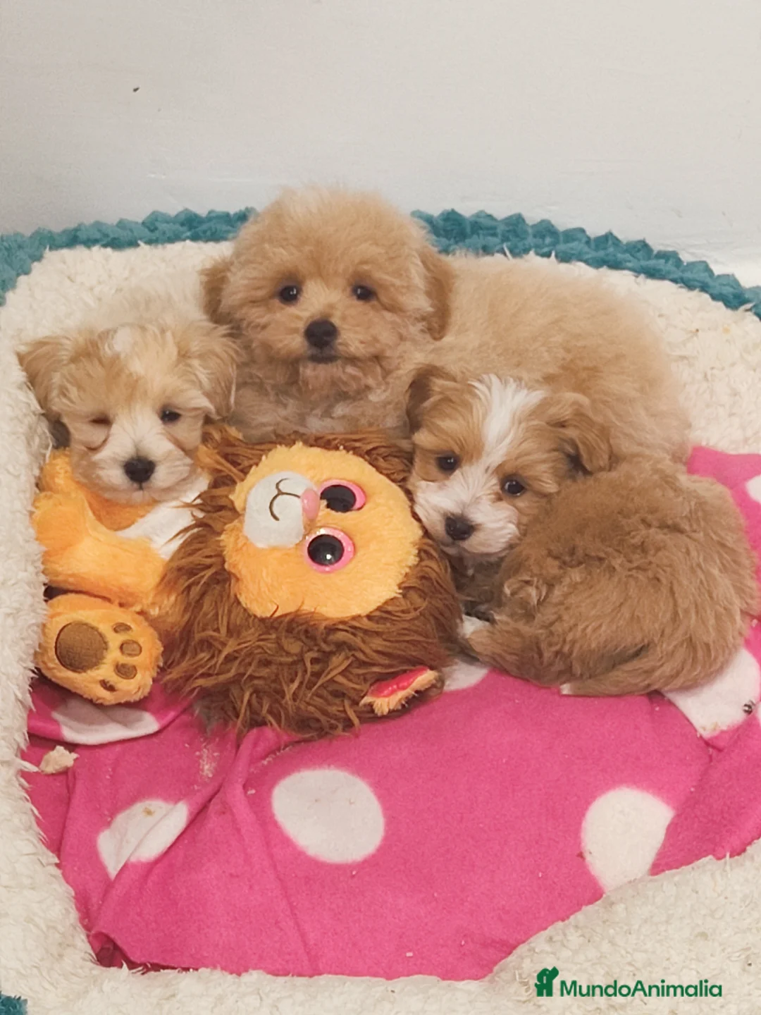 Maltipoo perros en venta: Maltipoo  - Anuncio 1