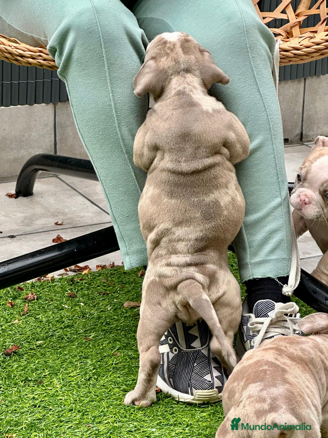 American Bully perros en venta: American bully bebés preciosos - Imagen 13