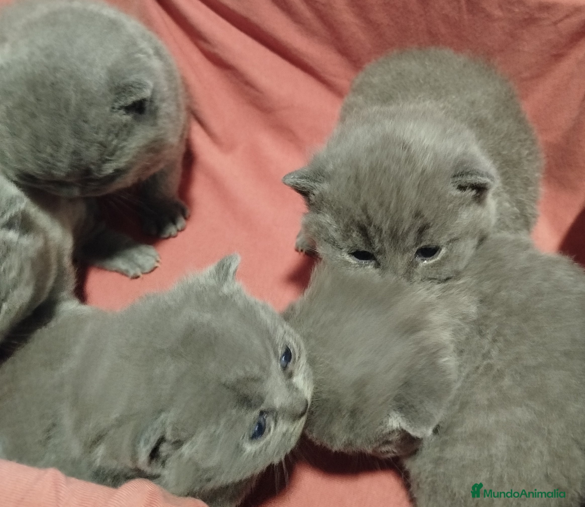 Británico de Pelo Corto gatos British Shorthair azules  - Anuncio 7