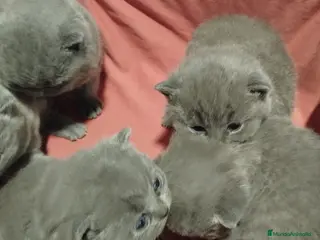 Británico de Pelo Corto gatos British Shorthair azules - Anuncio 7