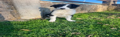 Border Collie Cachorro 1