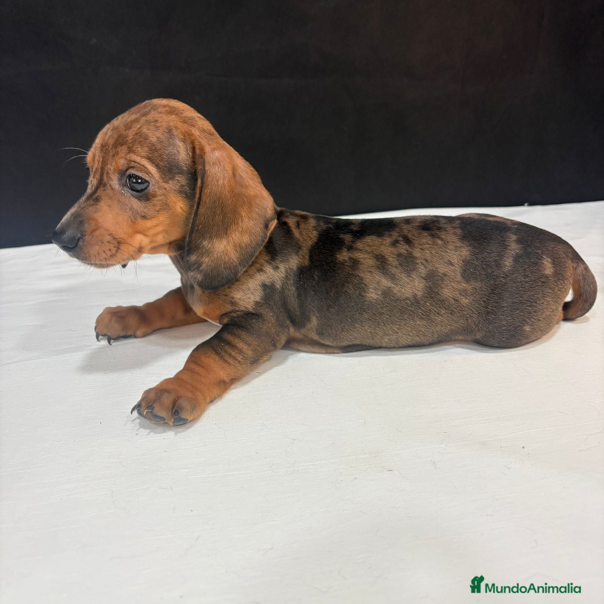 Teckel Miniatura perros Teckel Miniatura  - Anuncio 2