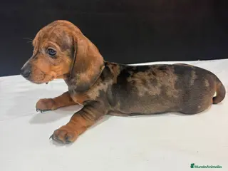 Teckel Miniatura perros Teckel Miniatura - Anuncio 2