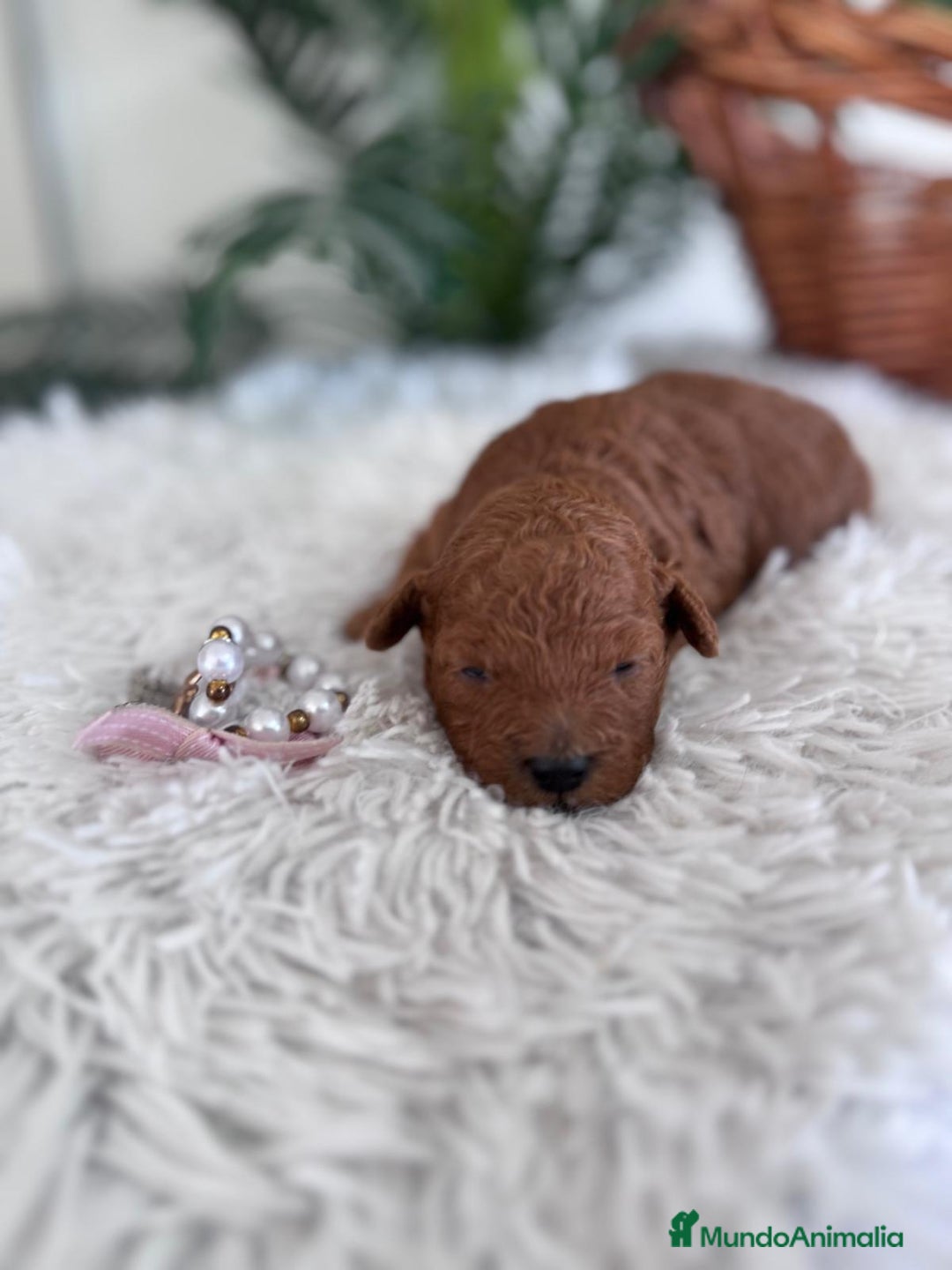 Caniche Toy perros en venta: CANICHE TOY HEMBRA - Anuncio 16