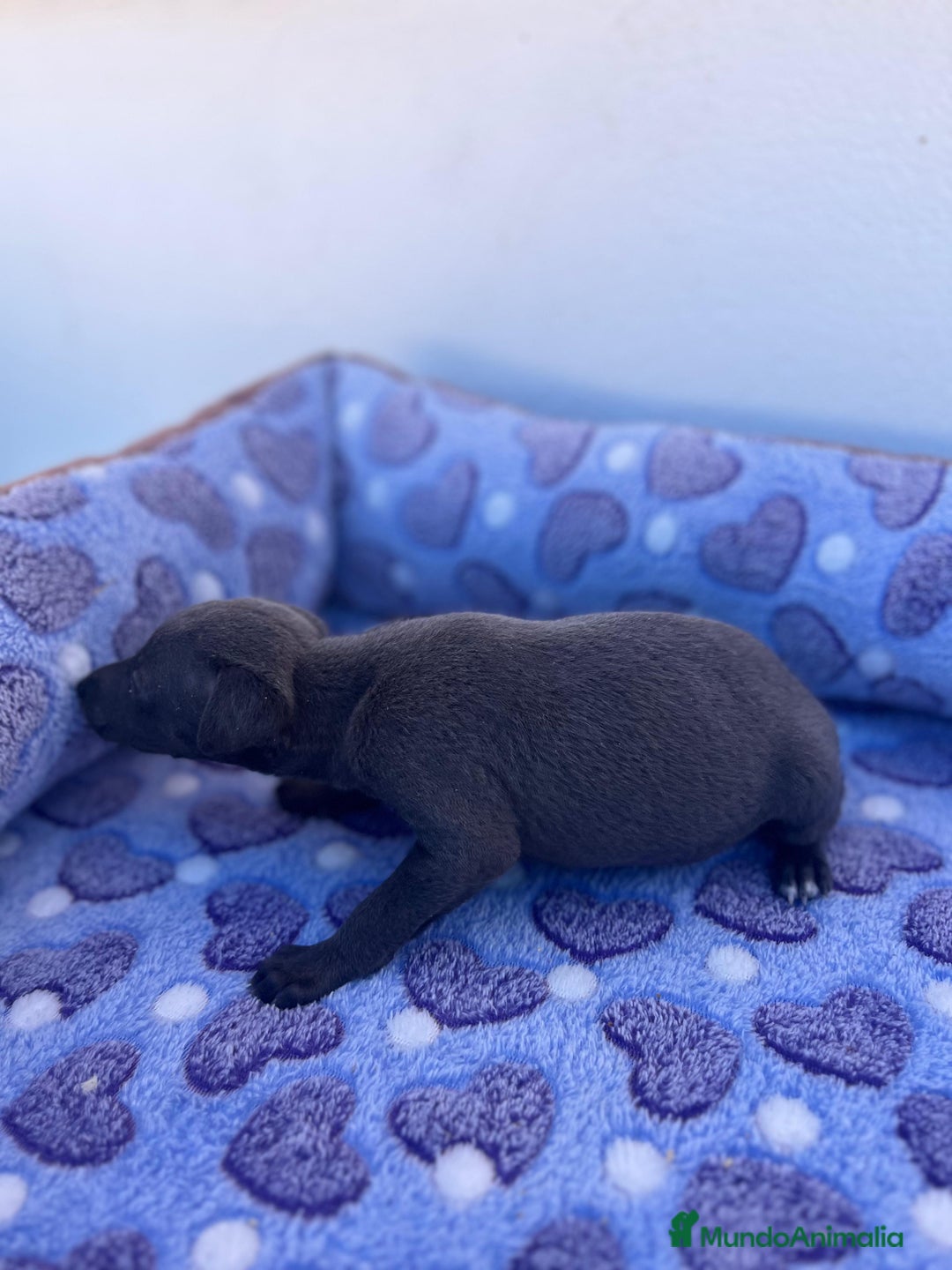 Whippet perros en venta: Whippet blue  - Imagen 23