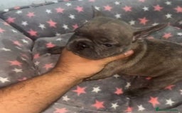 Bulldog Francés perros en venta: Bulldog francés - Imagen 10